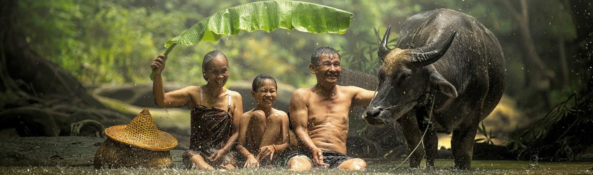 MyanmarBuffle