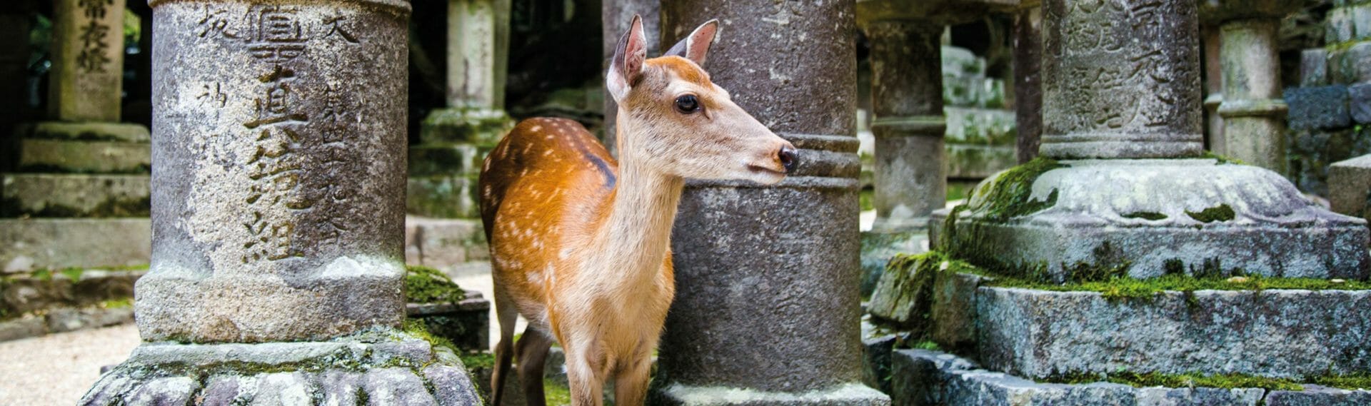 Biche, Nara, Japon