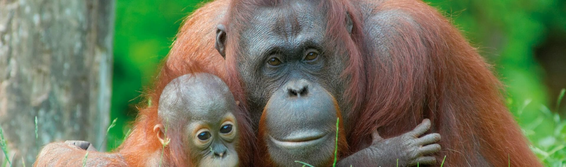 OrangOutang