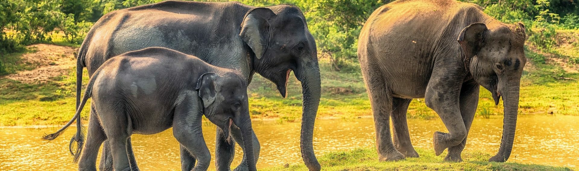 Sri Lanka: Yala National Park