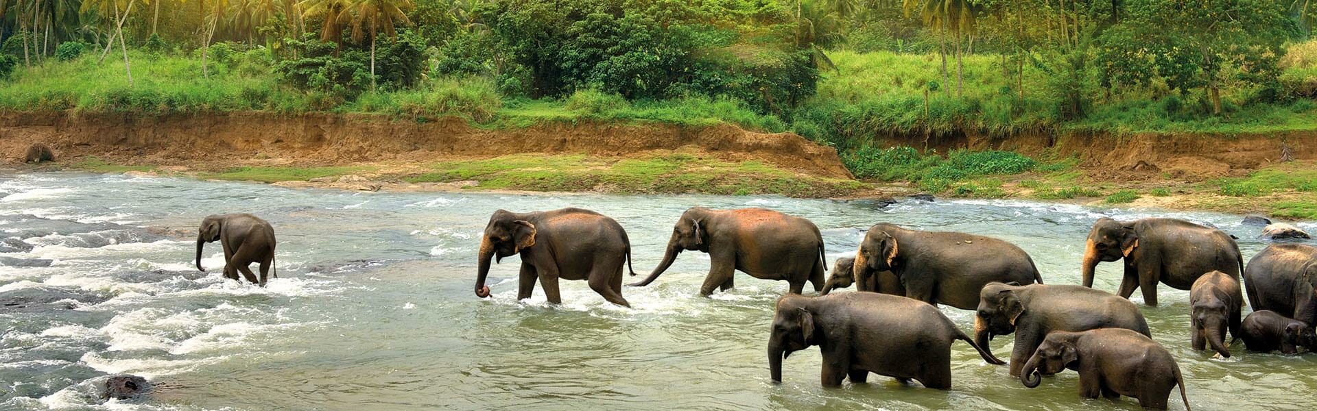 Eléphants au Sri Lanka