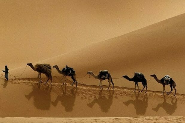 Desert Safari Chameaux