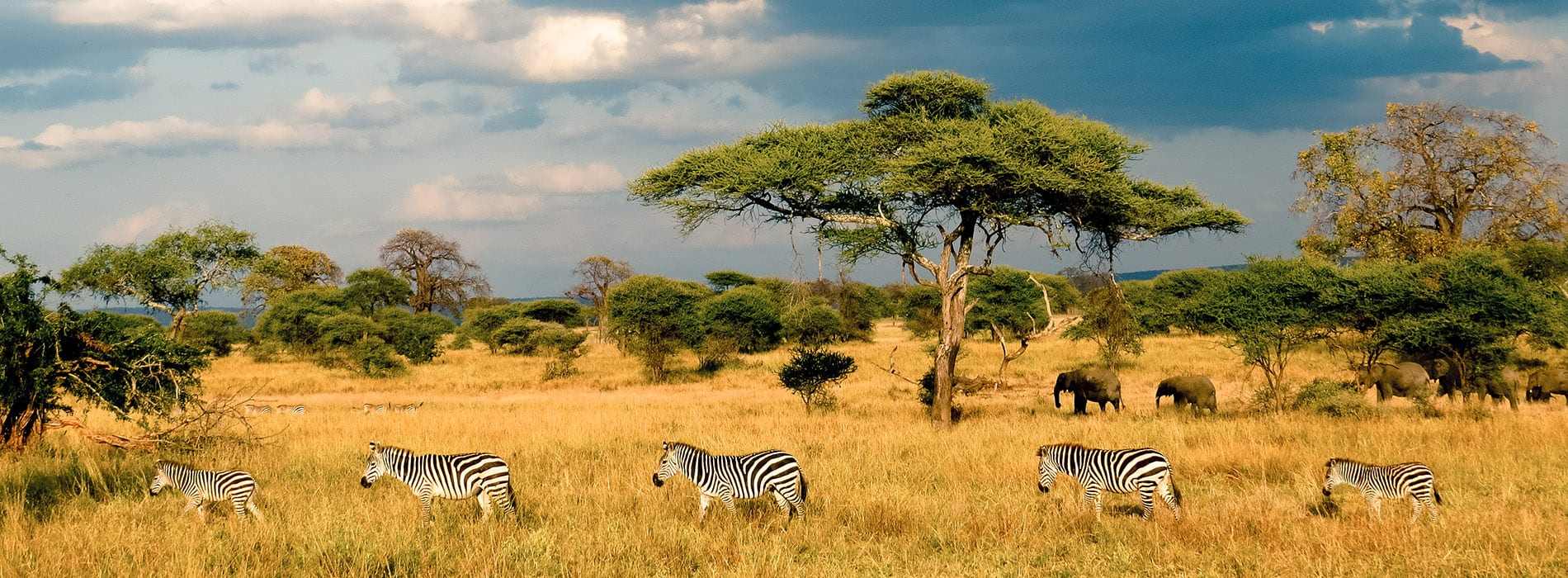 Zebres, savane, Afrique