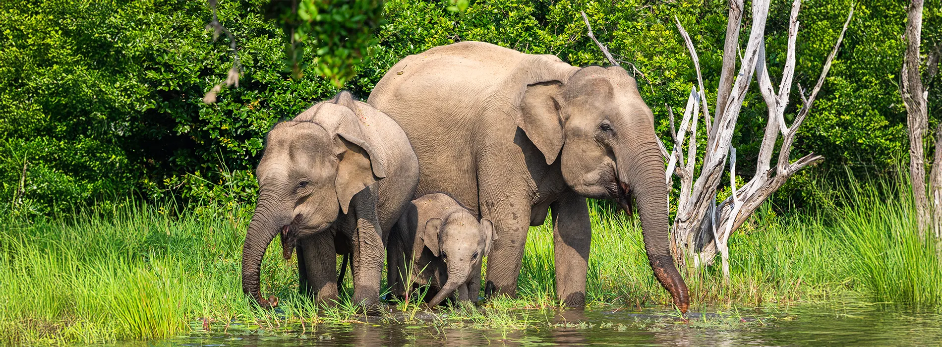 3 éléphantsSL_1900 Famille d'éléphants au Sri Lanka au bord d'une mare