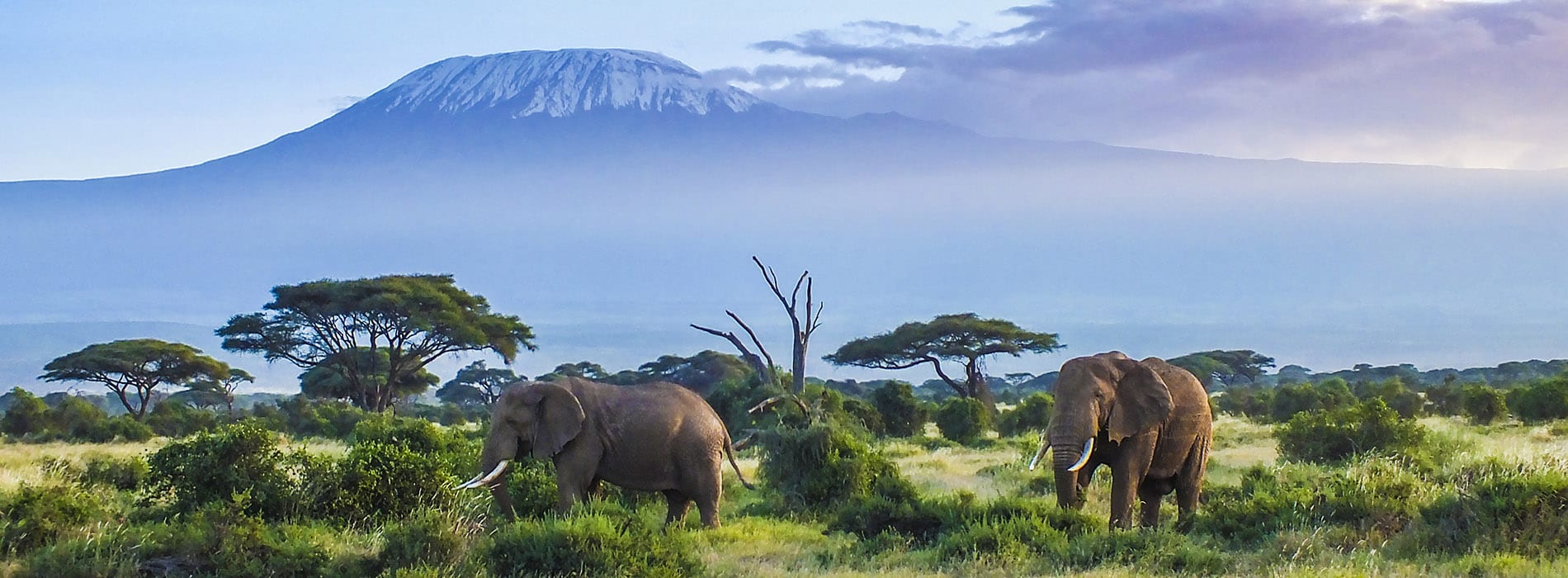 Kilimandjaro_elephants_1900x700