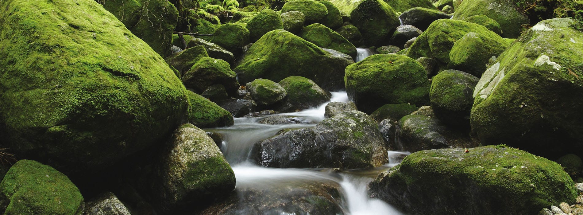 Forêt de Yakushima, Kyushu