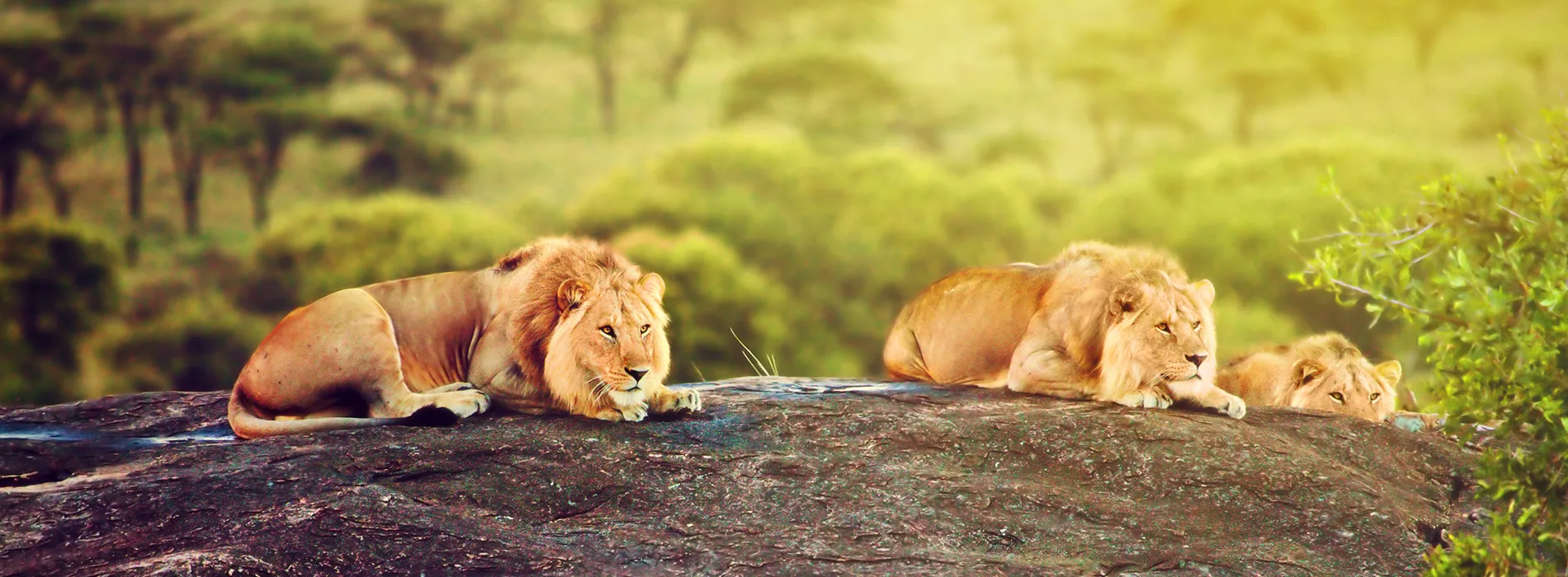 Lions Serengetti 1900 lions sur un rocher dans le parc du Serengeti en Tanzanie