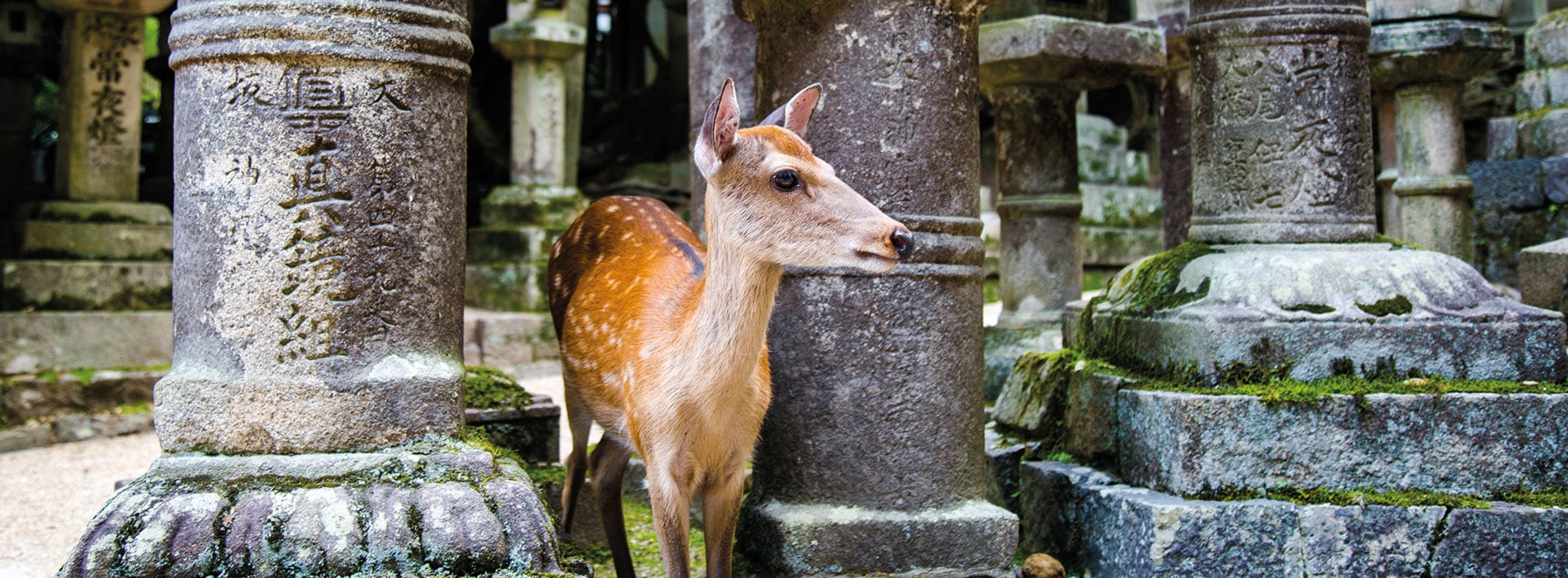 Nara_biche_1900x700