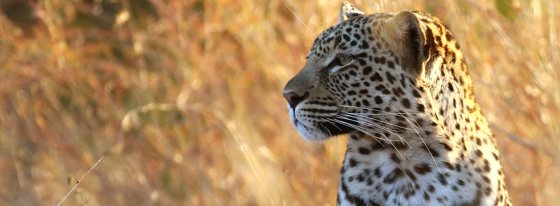 Kruger_leopard_1900x700