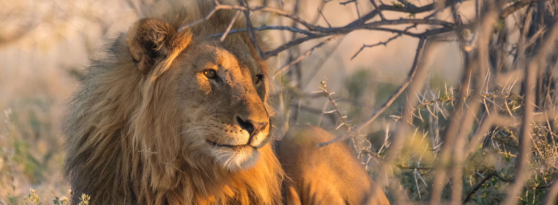 Lion_namibie_1900x700