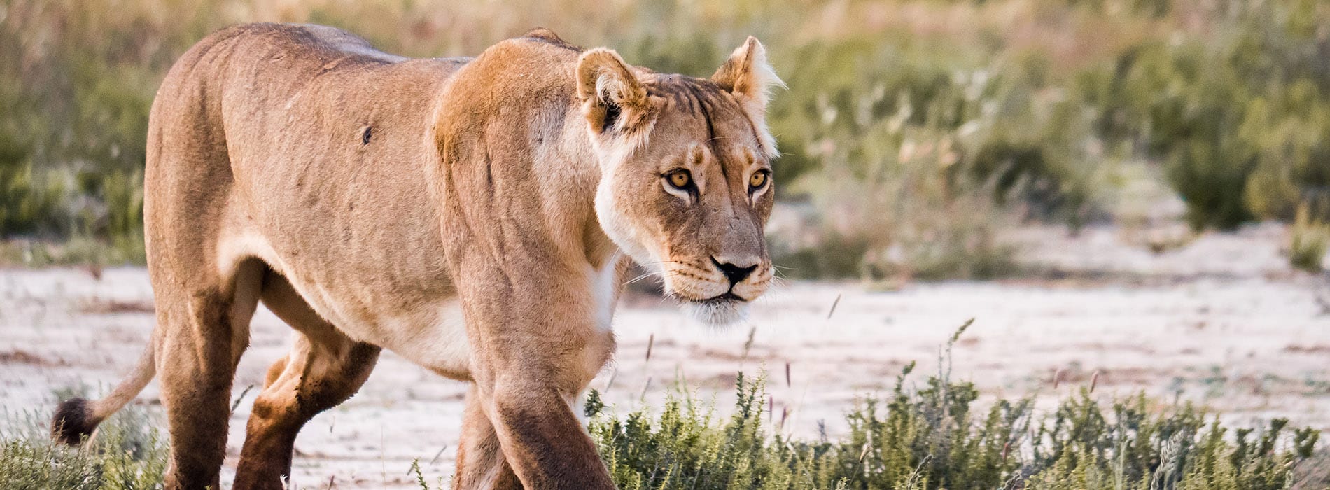 Lionne_okavango_1900x700