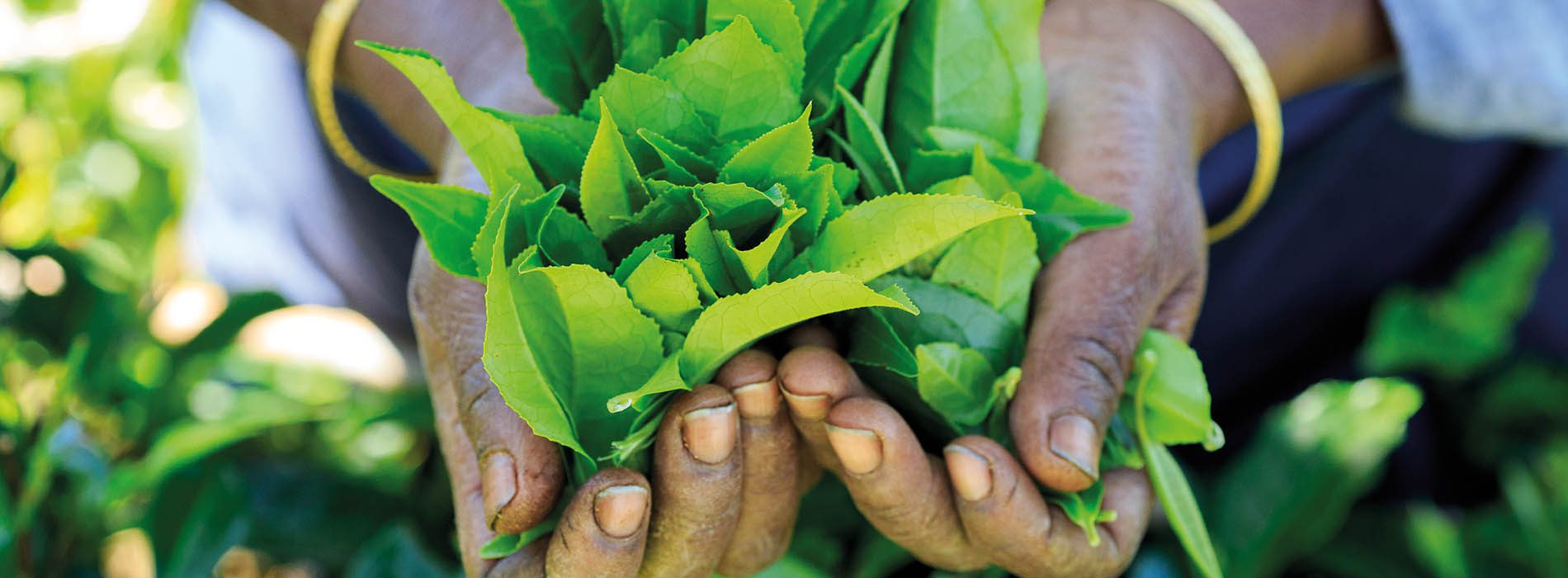 Mains_The_srilanka