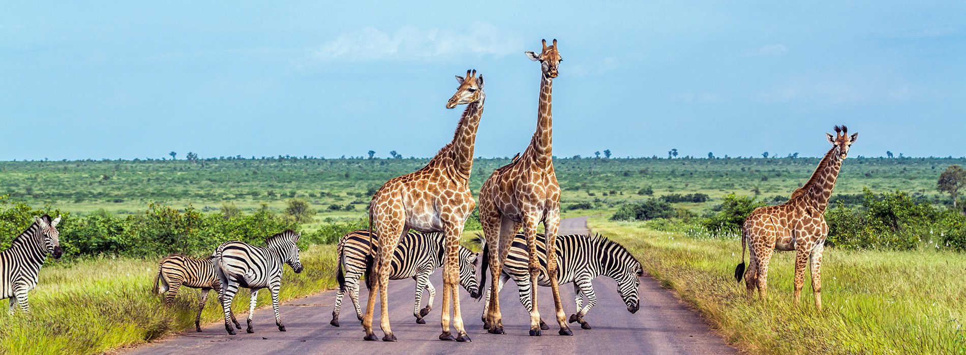 Girafes et Zèbres en Afrique du Sud
