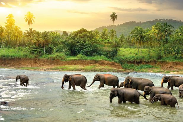 800x600_Elephants_rivière_shutterstock_358672859