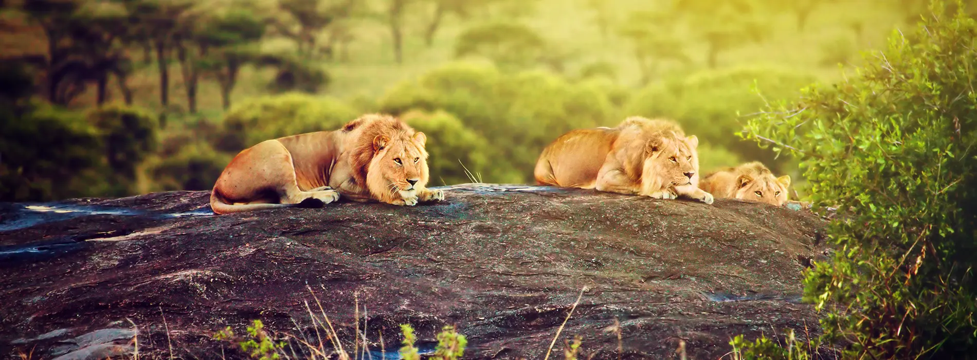 Lions Serengetti 1900