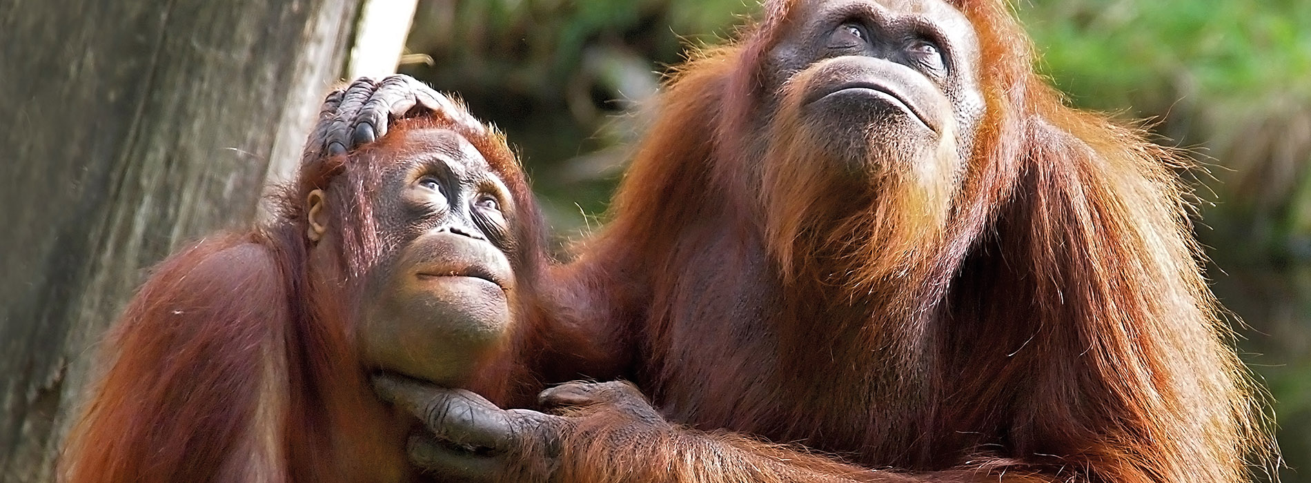 Borneo_singes_1900x700