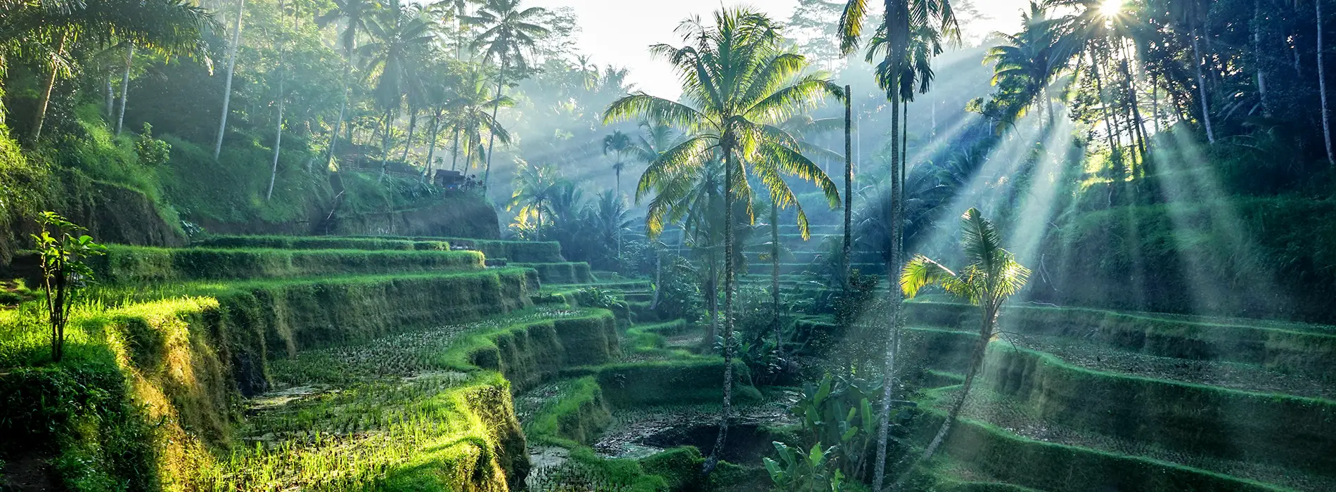 Bali Riziere_1900x700