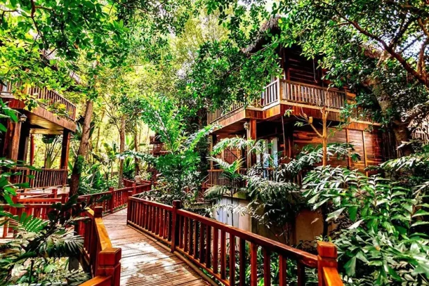 OCean Bay foret