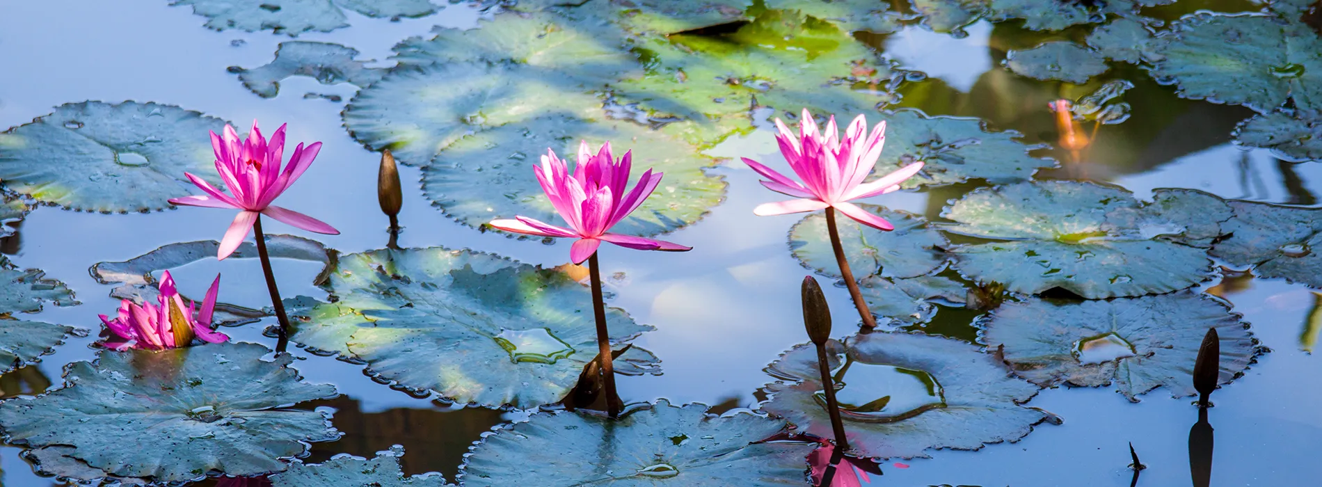 fleur_lotus_1900