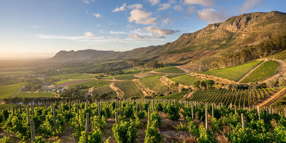 Klein-Constantia_vignes