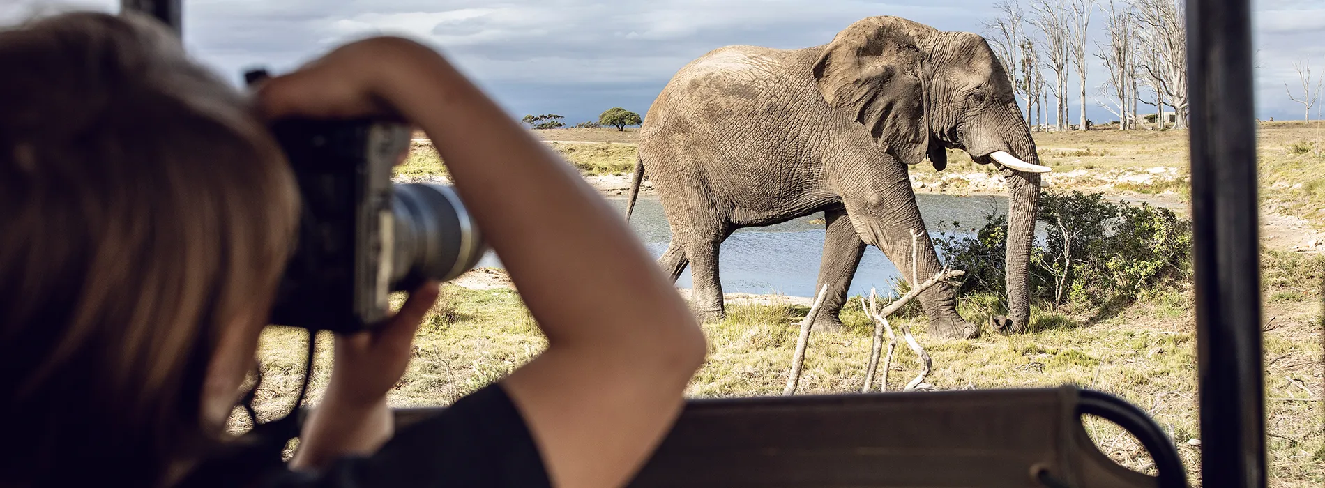 Inverdoorn elephant