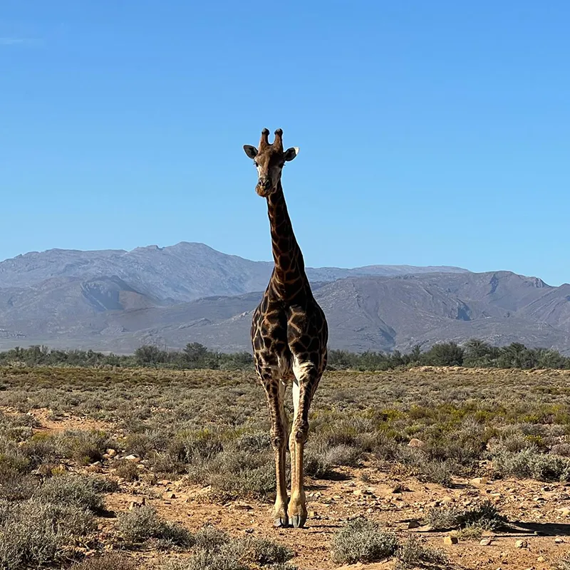 K_af_girafe