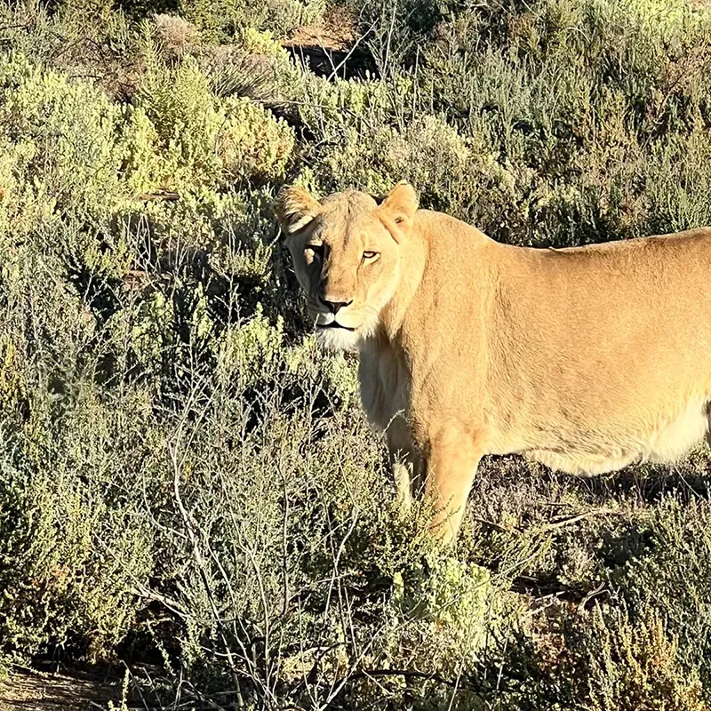 K_af_lion