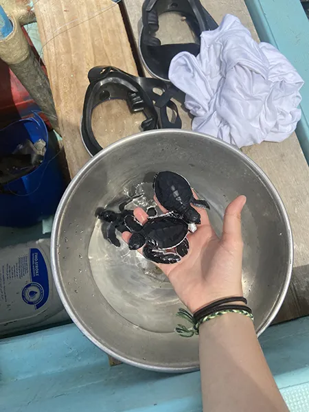 Bébés tortues