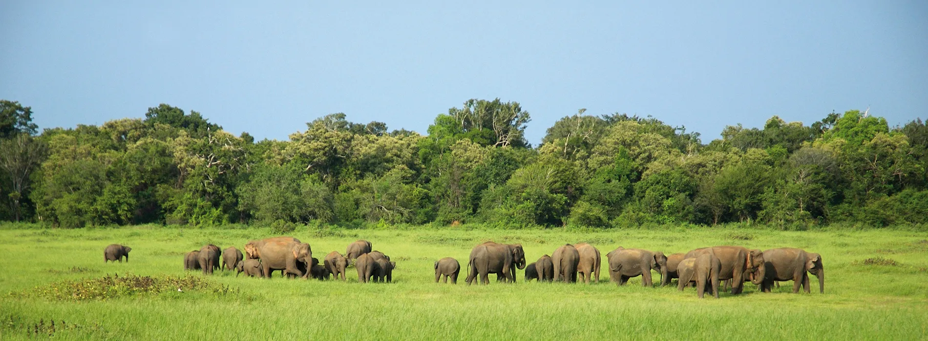 minneriya national park