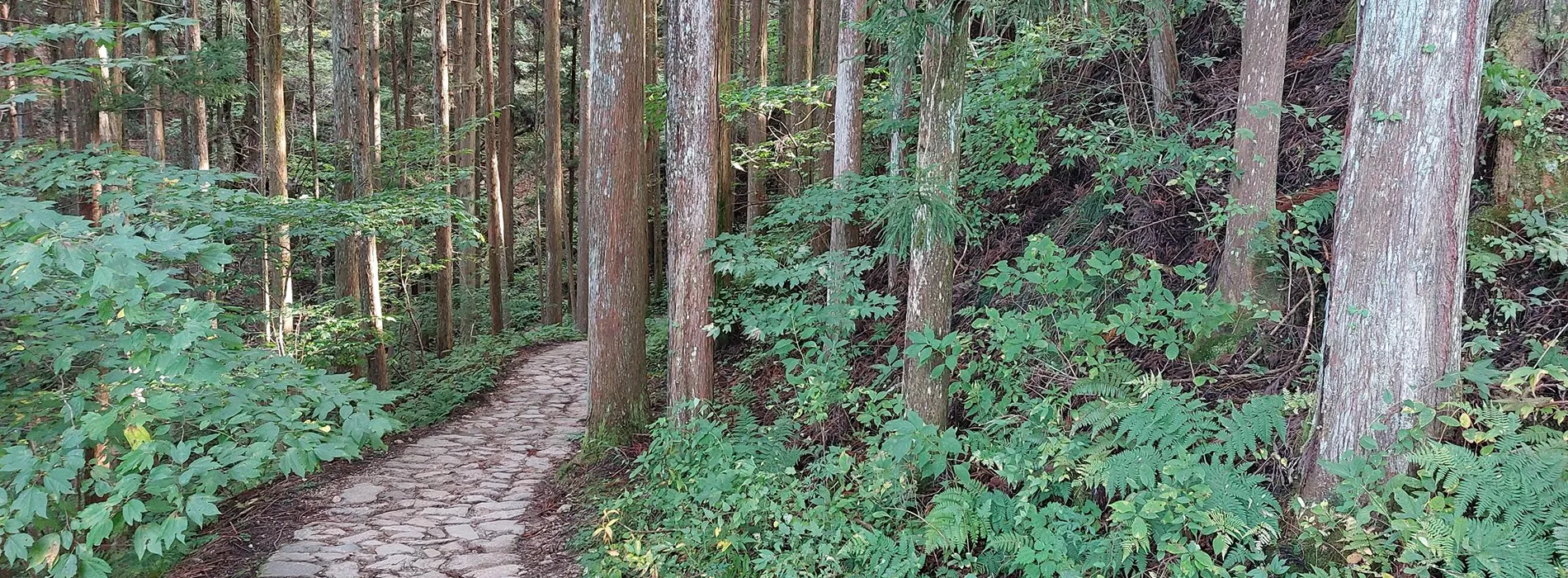 Foret_cedres Sentier en forêt au Japon