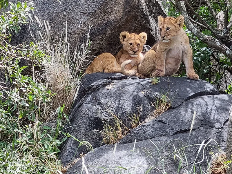 11-Serengeti