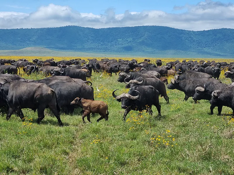 14-Ngorongoro Crater