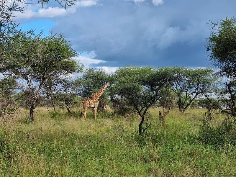 6-Serengeti