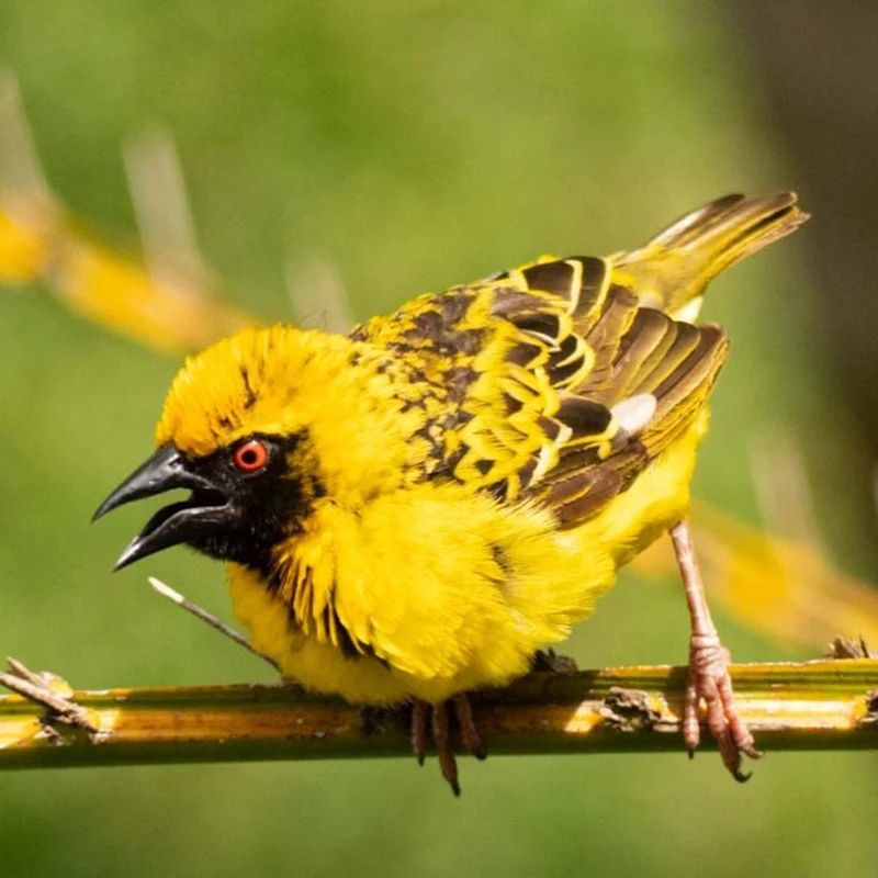 oiseau 3
