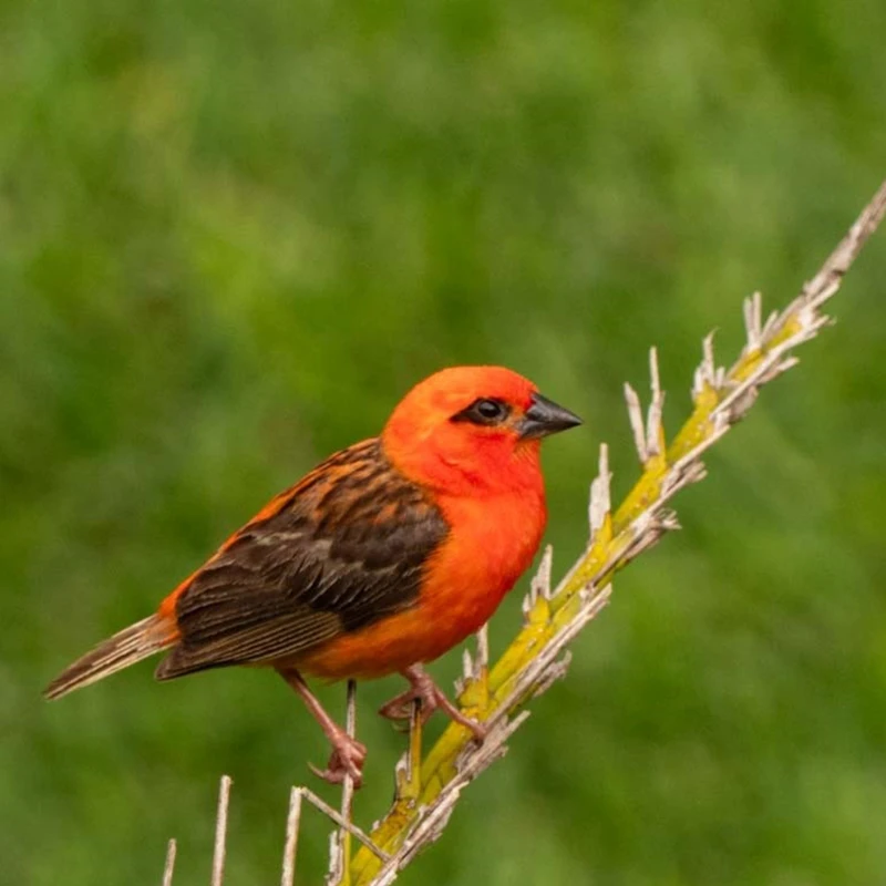 oiseau